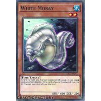 BLC1-EN051 White Moray Common 1st Edition NM