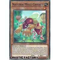 DABL-EN020 Naturia Mole Cricket Common 1st Edition NM