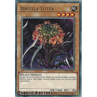 IGAS-EN027 Ibicella Lutea Rare 1st Edition NM