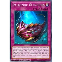 MAMO-EN116 Paleozoic Olenoides Ultra Rare 1st Edition NM