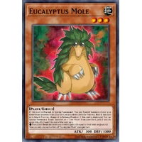 MZMU-EN021 Eucalyptus Mole Rare 1st Edition NM