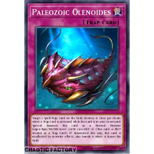 MAMO-EN116 Paleozoic Olenoides Ultra Rare 1st Edition NM